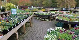 Chatsworth garden centre hot sale